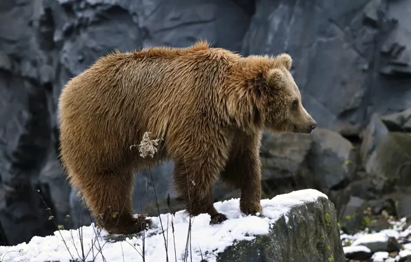 Snow, rock, bear