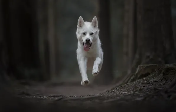 Picture dog, running, flight, bokeh, Gerberian Shepsky