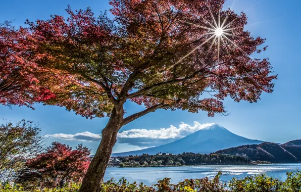 Autumn, lake, tree, mountain, Japan, Fuji