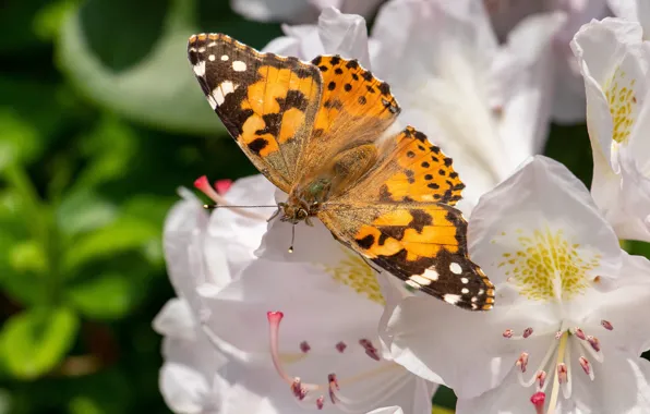 Picture macro, flowers, butterfly
