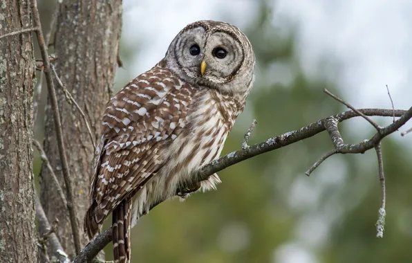 Branches, tree, owl, bird, speckled