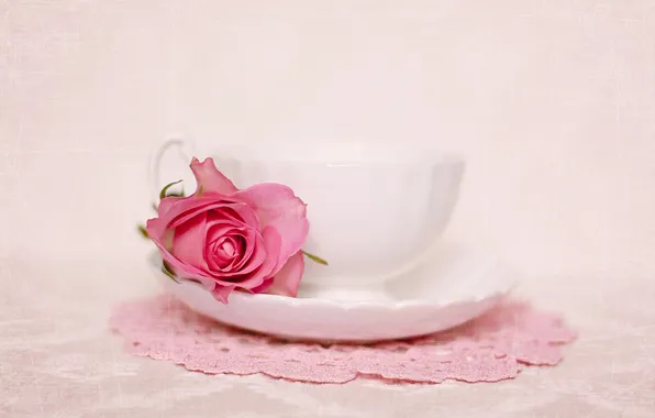 Flowers, roses, rose, still life, flower, still life