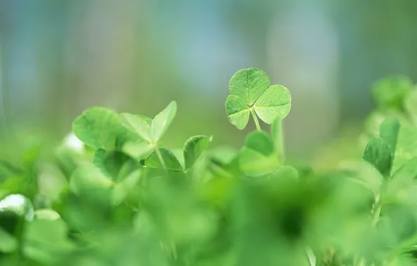 Picture greens, grass, macro, nature, plants, spring, blur, clover