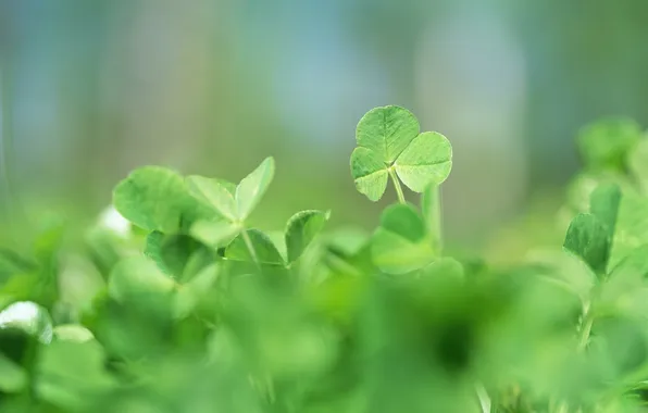 Greens, grass, macro, nature, plants, spring, blur, clover