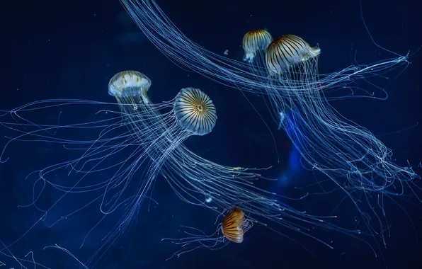 Picture jellyfish, tentacles, dancing, the bottom of the sea