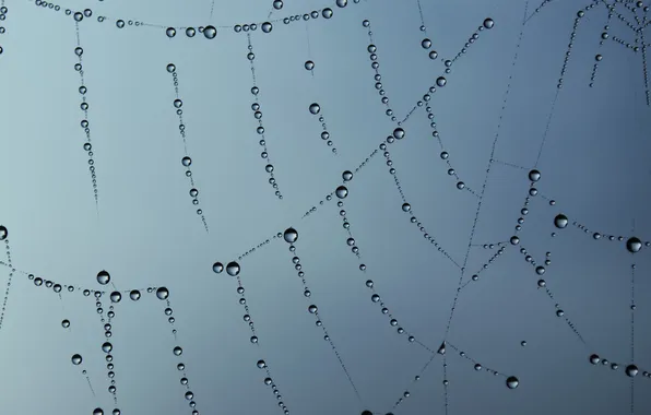 The sky, drops, macro, Rosa, web, thread