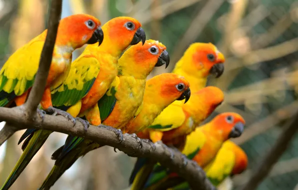 The trunk, parrots, beautiful, beautiful, birds, birds, trunk, parrots