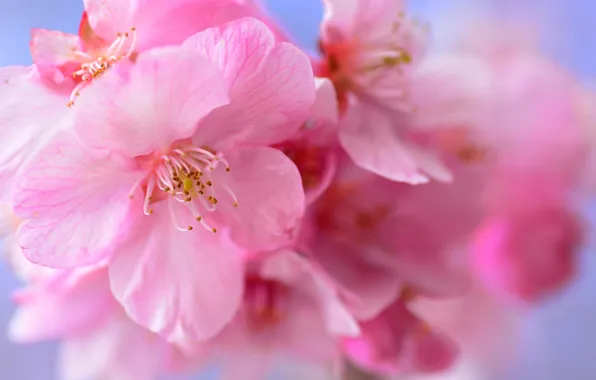 Flowers, spring, petals, garden