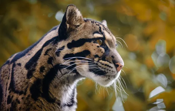 Autumn, look, face, portrait, bokeh, handsome, clouded leopard