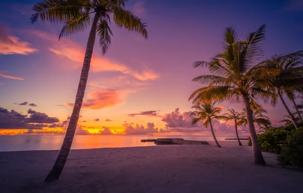 Beach, sunset, palm trees, the ocean, The Maldives, Maldives, The Indian ocean, Indian Ocean