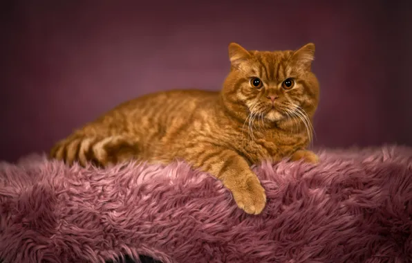 Cat, cat, look, pose, face