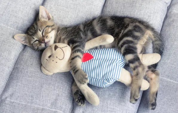 Cat, kitty, sofa, toy, baby, bear, sleeping, lies