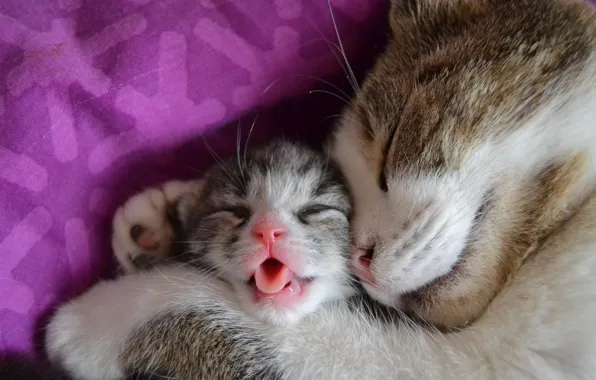 Cat, cats, kitty, sleep