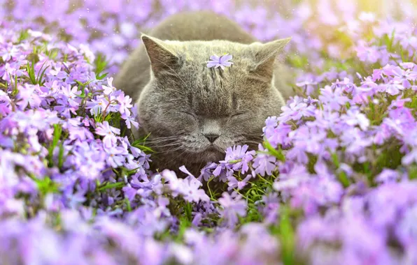 Cat, flowers, Phlox