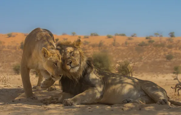 Love, Leo, wild cats, lions, a couple, lioness