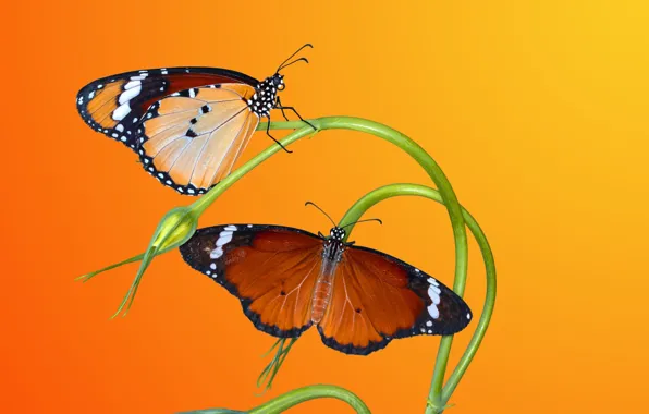 Macro, butterfly, flowers, insects, orange background, Duo, eustoma
