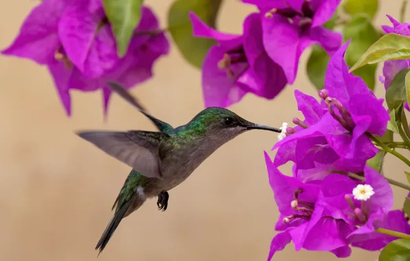 Flowers, nature, Hummingbird, bird, bougainvillea