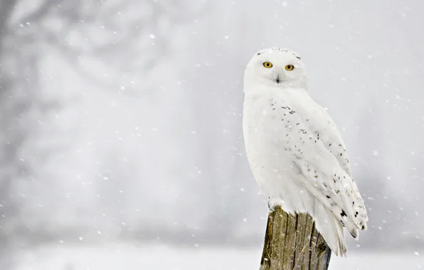 Picture winter, look, snow, bird, stump, snowfall, snowy owl