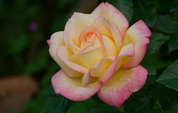 Macro, close-up, roses, petals