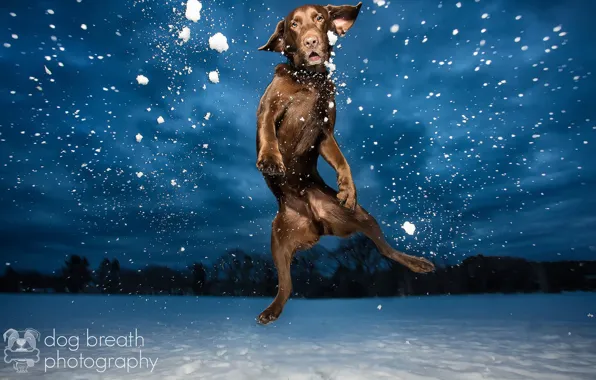 Picture light, snow, night, dog, the evening, Labrador, in the air, chocolate