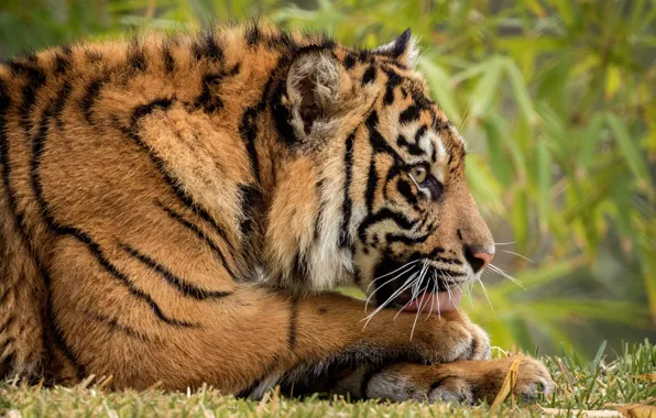 Picture language, look, face, leaves, nature, tiger, pose, green