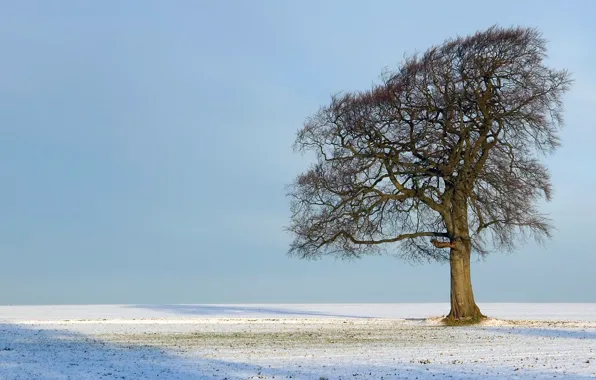 Picture sky, Tree, field, nature, winter, snow