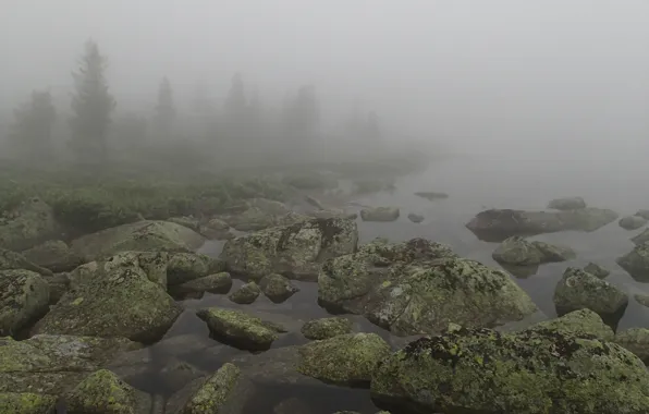 Picture fog, lake, stones