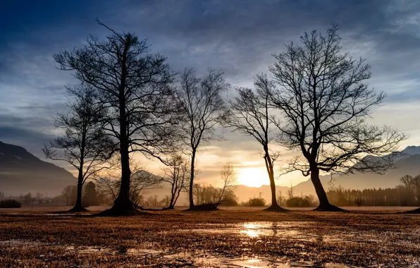 Picture field, light, trees, nature, morning