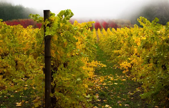 Picture autumn, nature, vineyard