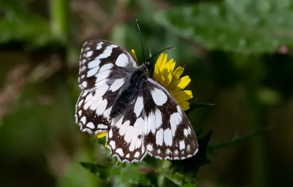 Flower, macro, butterfly, wings, beautiful, closeup