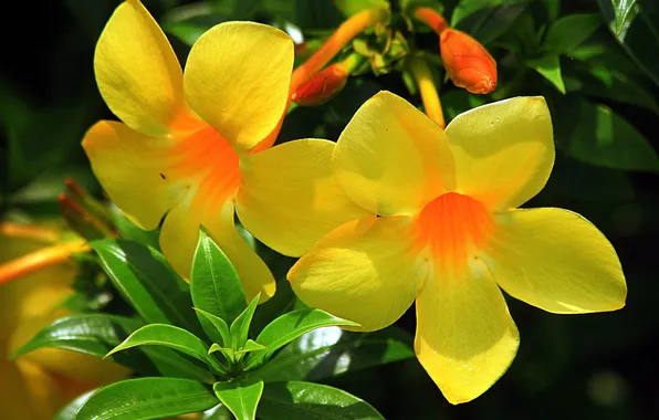 Leaves, macro, Allamanda
