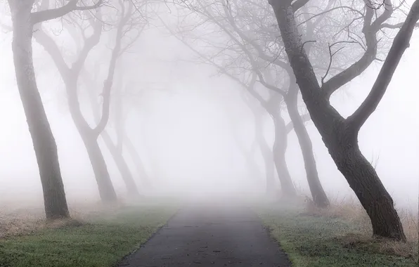 Road, nature, fog