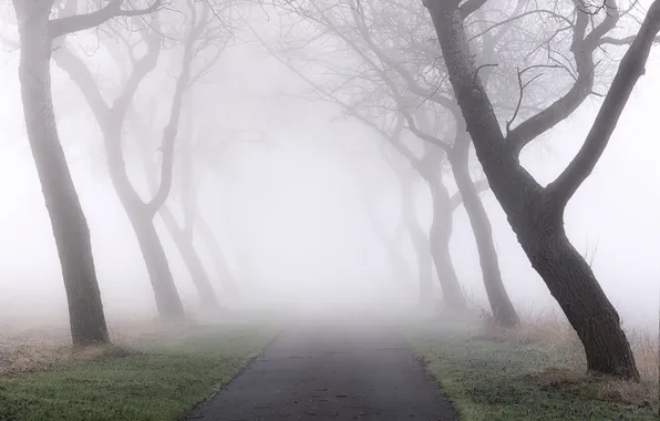 Picture road, nature, fog