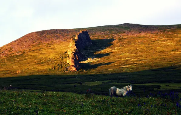 Grass, horse, meadow, flowers.