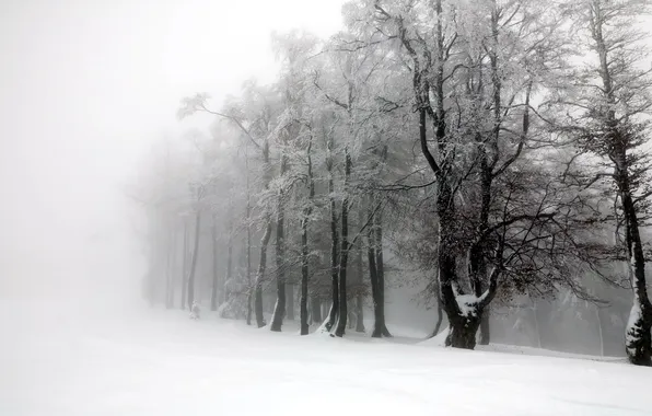 Winter, trees, landscape, fog