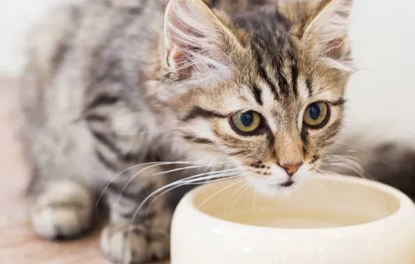 Picture cat, pet, feline, water bowl