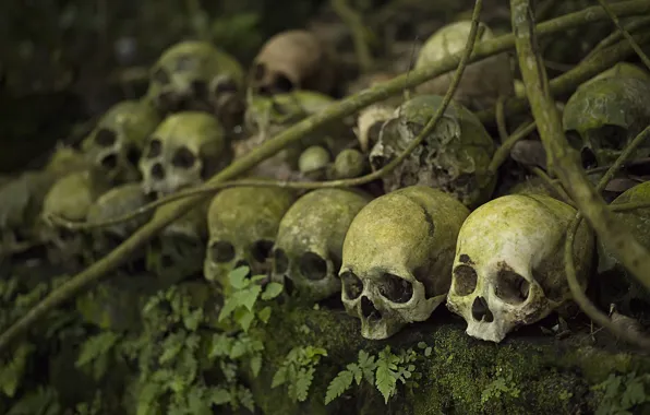 Background, moss, skull