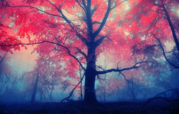 Forest, leaves, red, fog, tree
