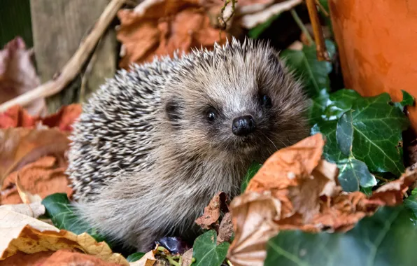 Autumn, look, nature, muzzle, hedgehog, hedgehog, autumn leaves, hedgehog