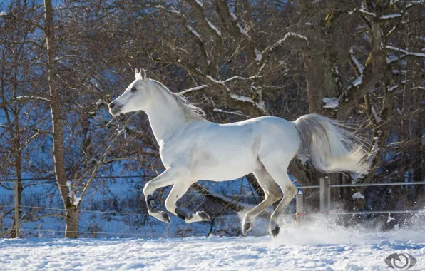 Picture white, horse, horse, speed, power, running, grace, jump