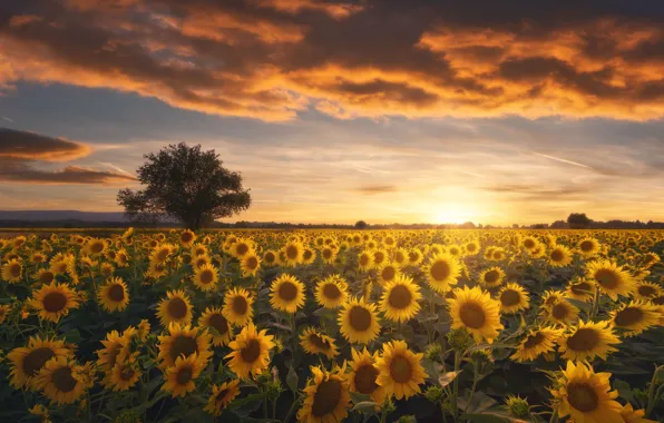 Field, summer, the sky, the sun, clouds, sunflowers, sunset, flowers