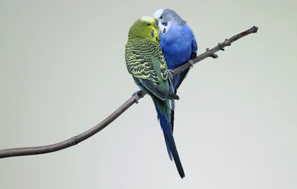 Kiss, Love, Birds, Branch, Parrots