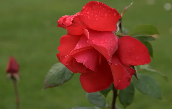 Flower, Rosa, rose, water drops