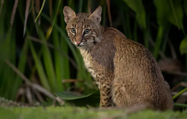 Picture lynx, look, sitting, branches