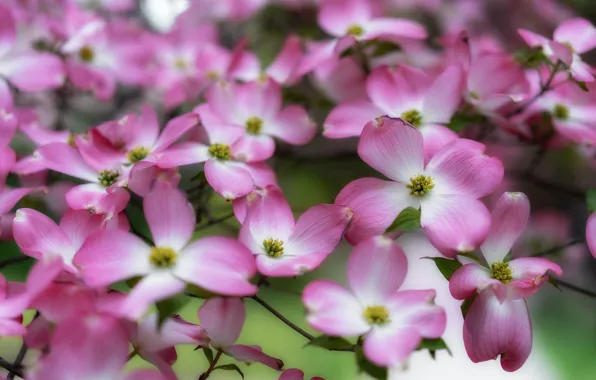 Flowers, branches, spring, pink, flowering, a lot, dogwood