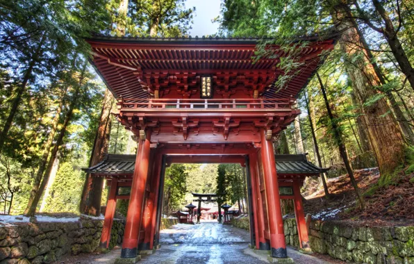 Forest, Japan, Nikko