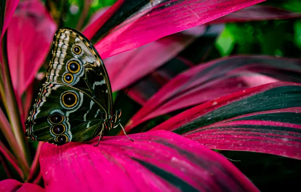 Flower, macro, wings, Butterfly, beautiful, closeup