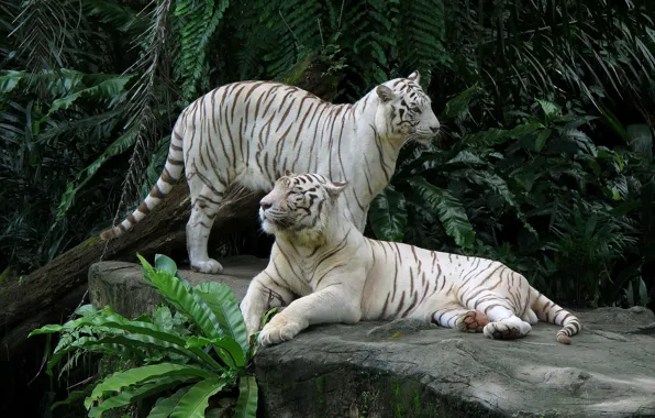 Stone, a couple, white tigers