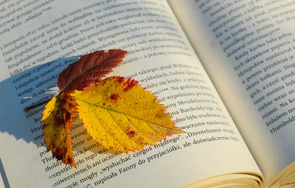 Autumn, book, leaf, paper