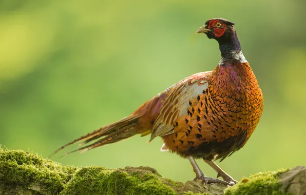 Green, stones, background, bird, moss, pheasant, bright plumage